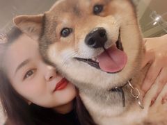 -柴务处·柴犬主题狗咖