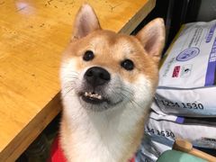 -猫色咖啡·猫咖