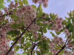 -长白岛森林公园