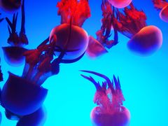 -上海海洋水族馆