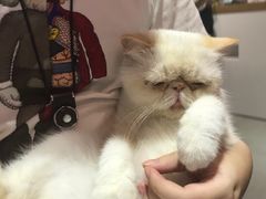 -Heymao猫咖.咖啡厅(东门店)