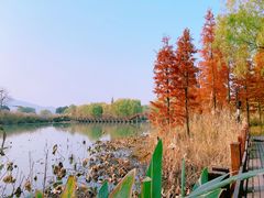 -长兴太湖图影湿地文化园