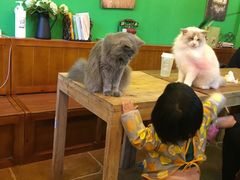 -李小姐の猫咖啡馆(五角场店)