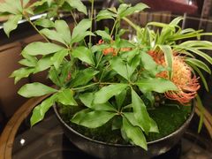 -北京四季酒店·采逸轩