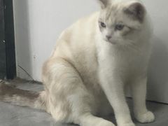 -猫小院猫主题餐厅(南锣旗舰店)