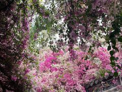 -深圳国际园林花卉博览园