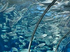 -上海海洋水族馆