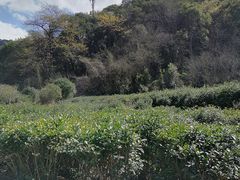 -北仑森林植物园