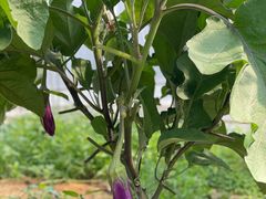 -海堤葡萄园中小学生研学基地