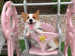 -汪说喵讲宠物乐园宠物酒店(红星美凯龙店)