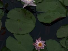 -西湖游船