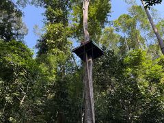 -西双版纳原始森林公园