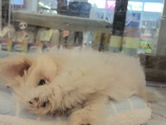 -翊宠yipet猫狗购宠庄园犬舍•猫舍