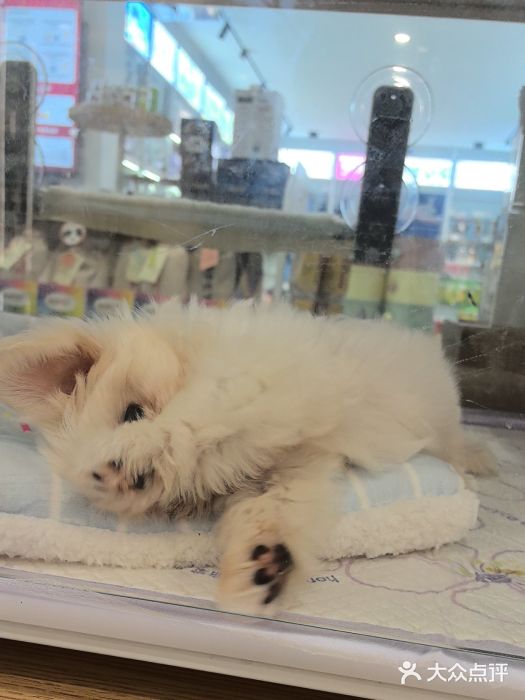 翊宠yipet猫狗购宠庄园犬舍•猫舍图片