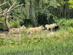 -北京野生动物园