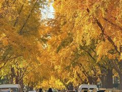 -三里屯东五街银杏大道