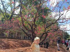 -南国桃园旅游度假区