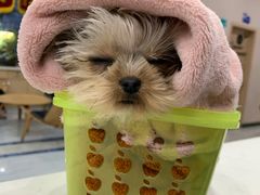 -瑞派名望24h动物医院异宠专科·猫专科·骨科·重症监护分院