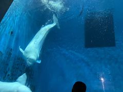 -芜湖新华联大白鲸海洋公园