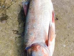 -庆岭迎宾园正宗活鱼馆