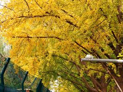 -三里屯东五街银杏大道