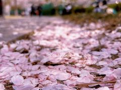 -新虹桥中心花园