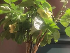 -福照楼汽锅鸡·云南菜(护国路店)