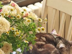 -海边的猫和咖啡馆