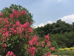 -万源龙顺度假庄园生态观光园