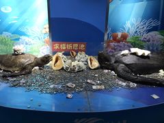 -苏州海洋馆