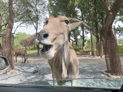 -北京野生动物园