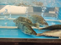 -大铁勺新津菜(东丽阳光新业广场店)