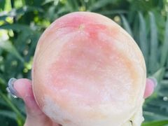 -老袁家蜜桃农场·阳山水蜜桃