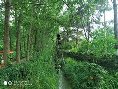 -合肥滨湖国家森林公园