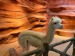 -酷嗒动物文化乐园(cutezoo西溪乐天城店)