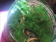 -中环花鸟鱼虫市场