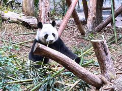 景点-成都大熊猫繁育研究基地