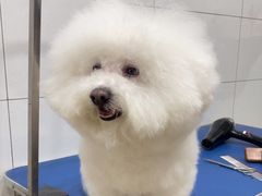 -圆子宠物