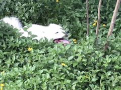 -瑞鹏宠物医院·骨科·猫科·内科(第一中心)