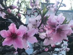 -南汇桃花村