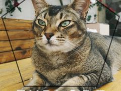 -喵屿·大理花园猫咖