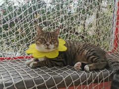 -喵屿·大理花园猫咖