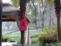 -野蔓果·山野菜(西湖景区·龙井茶田店)