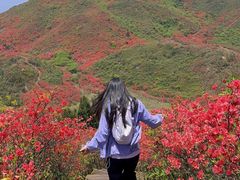 -大围山国家森林公园