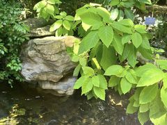-南山植物园