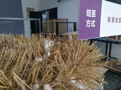 -太湖雪蚕桑文化园