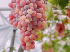 -金谷域澳洲庄园