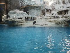 -帝企鹅自助餐厅•儿童岛•真企鹅(长隆企鹅酒店)