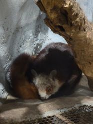 -Zoolung Zoolung动物主题公园(海信广场店)