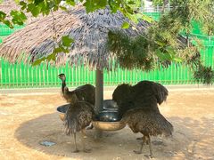 -西霞口神雕山野生动物世界